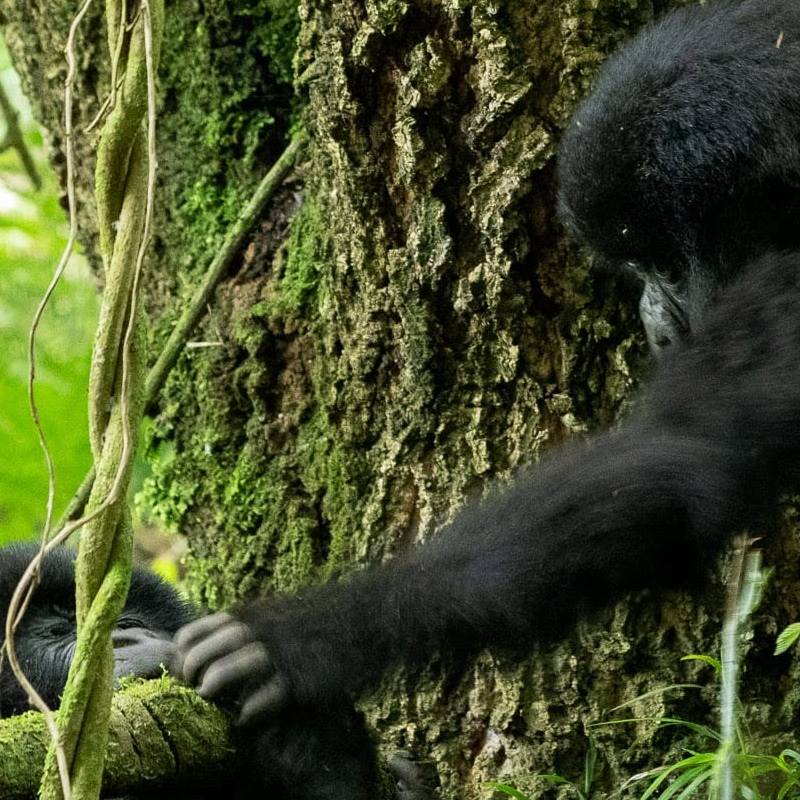 Forest track in Bwindi