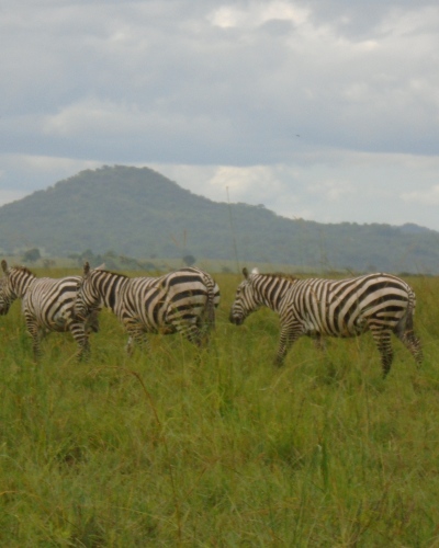 Savanna guide country in Kenya