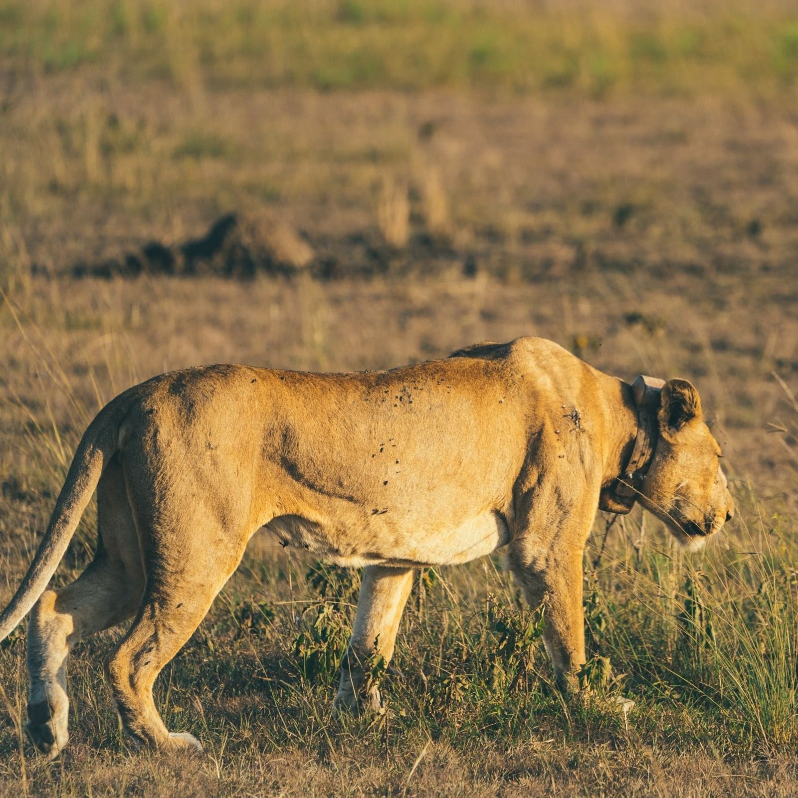Lions resting in the Serengeti